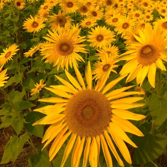 Meet your Posher, Natalia - Picture 1 of 1